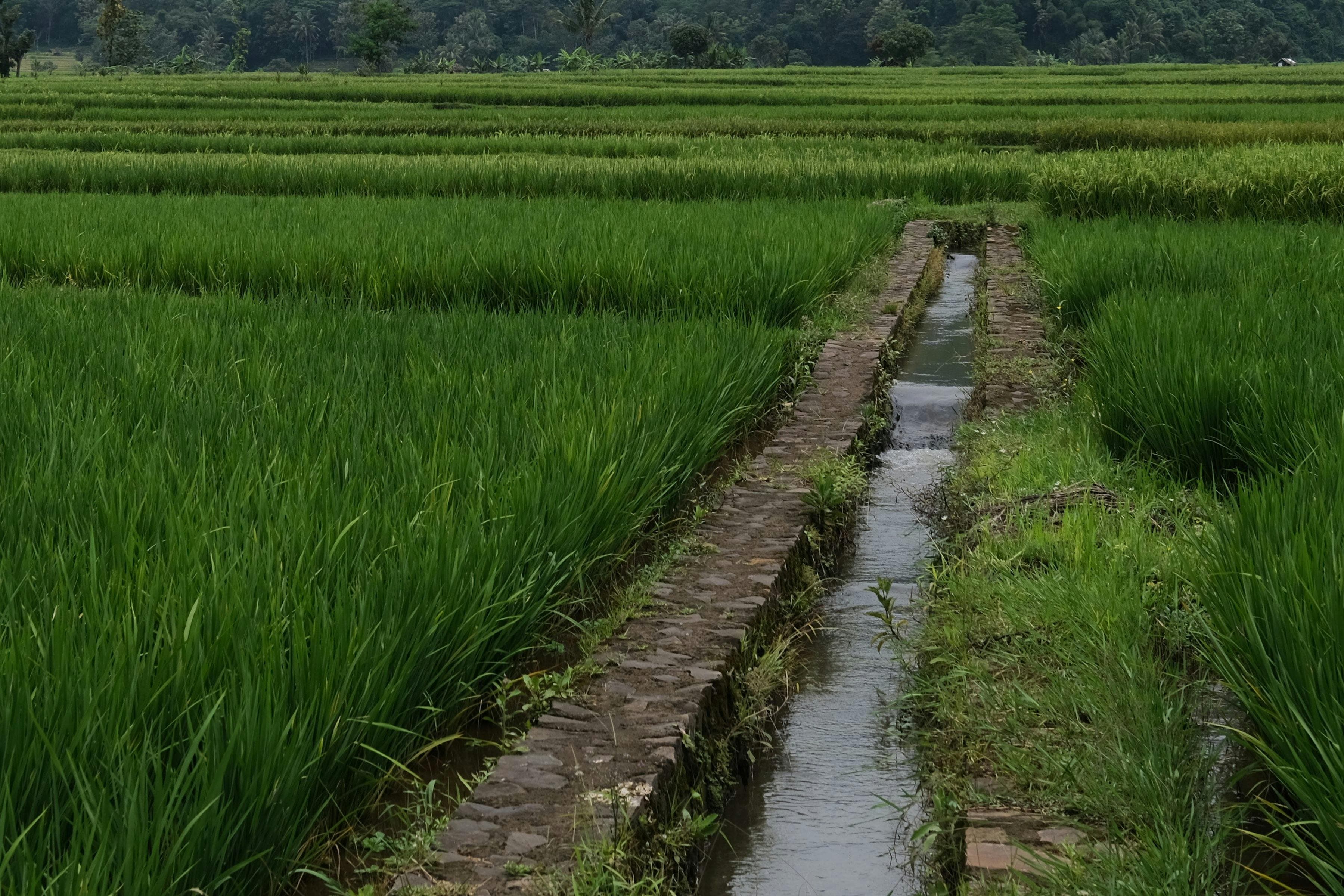 River Basin Rice Paddies
