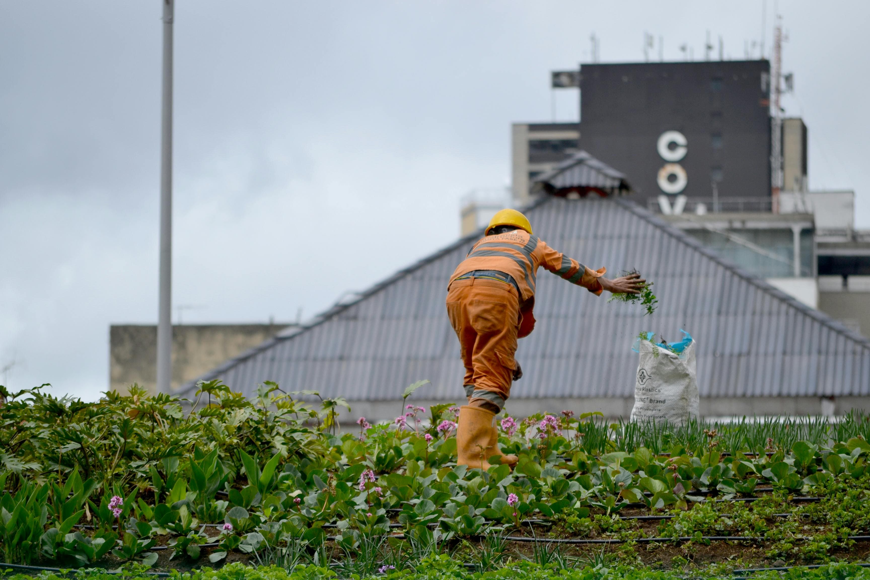 Urban Rooftop Farms