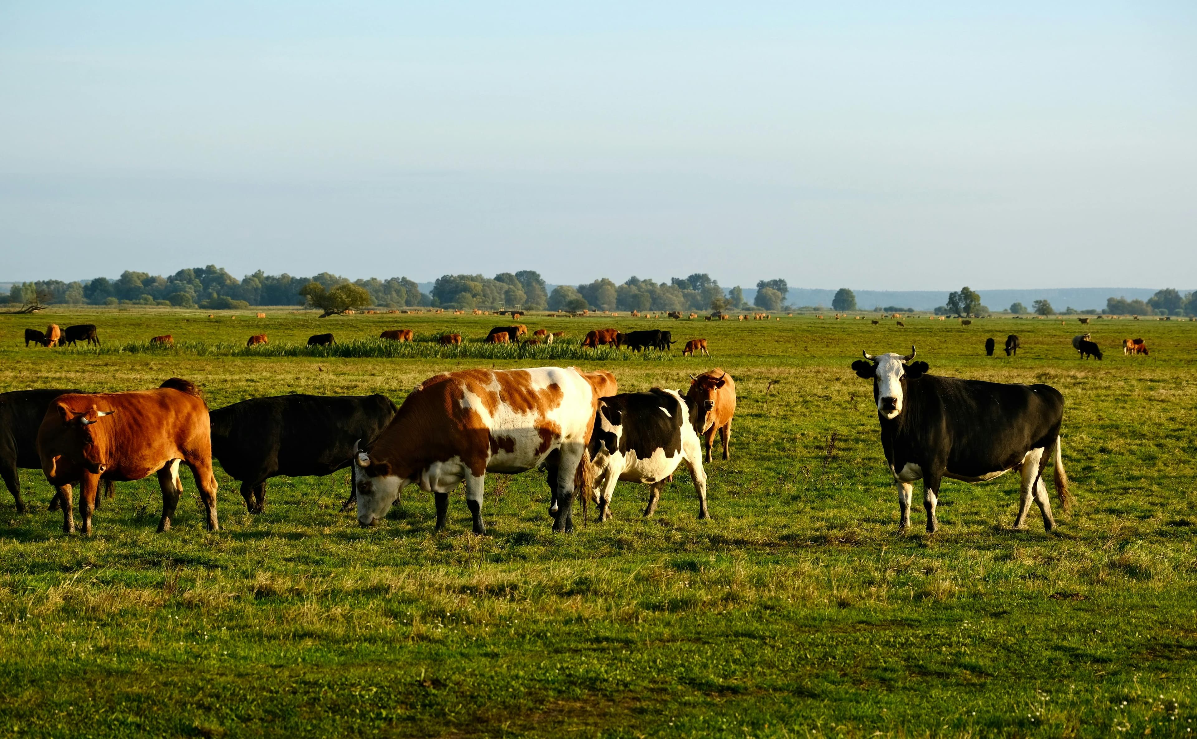 Dairy Production — Animal Husbandry